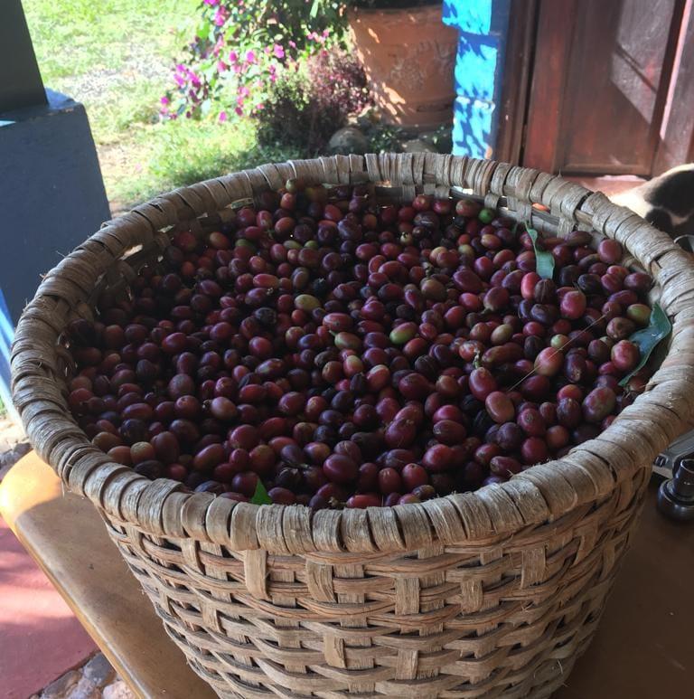 Gesha: The Pinnacle of Coffee Excellence